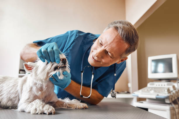 Best 24-Hour Emergency Dental Care in White Marsh, MD